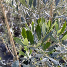 Close-up of a fluffy white Samoyed dog with soft fur.
