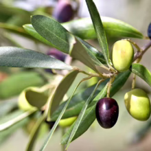 Close-up of an olive branch laden with ripening olives, showcasing green, purple, and black fruits amidst vibrant green leaves. A glimpse of a healthy olive harvest.