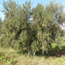 Lush olive tree laden with fruit, standing in a grassy orchard under a clear blue sky. The sun-drenched scene evokes the timeless beauty of olive groves.