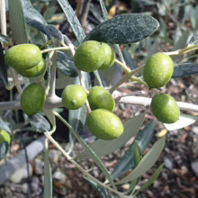 Close-up of green olives ripening on a branch with silvery green leaves. The olives are plump and speckled, indicating their natural growth and potential for olive oil production.