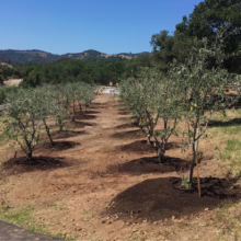 Newly planted olive trees line a sun-drenched hillside orchard. A worker tends to the trees near a small tractor, with rolling hills and a clear blue sky in the background.