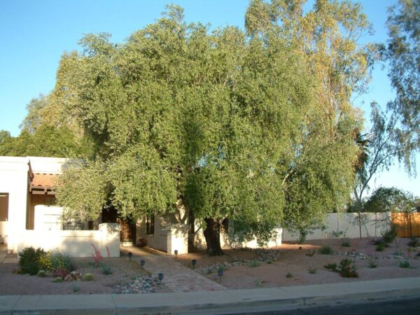 <i>Olea europaea</i> 'Leccino'