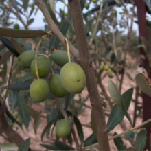 Close-up of green olives ripening on the branch of an olive tree, with slender leaves and a sun-drenched grove in the background.