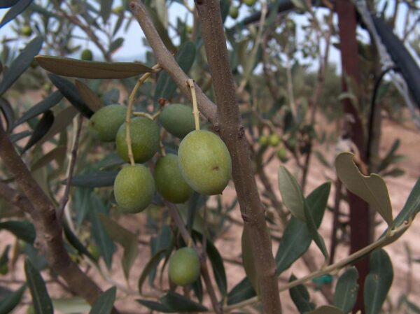 <i>Olea europaea</i> 'Manzanillo' - Image 2