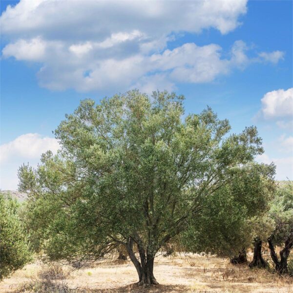 <i>Olea europaea</i> 'Manzanillo' - Image 3