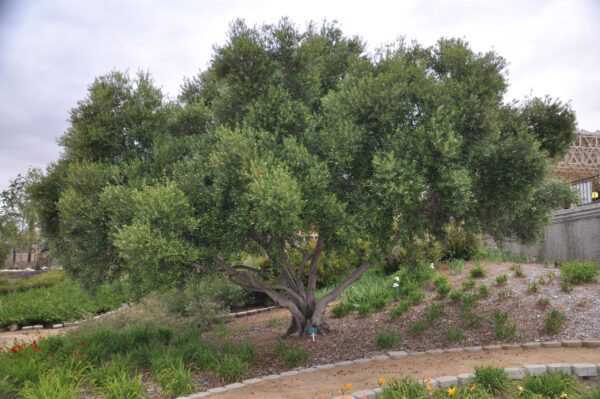 <i>Olea europaea</i> 'Manzanillo'