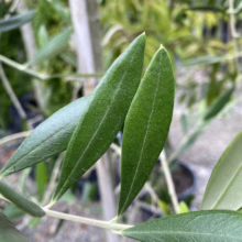 Close-up of vibrant green olive tree leaves, showcasing their slender shape and texture. The leaves are clustered on a branch, with a blurred background of other greenery and plant pots.
