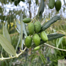 Close-up of a branch laden with vibrant green olives, still ripening on the tree. The leaves are a muted green, with a soft, out-of-focus background of more olive branches.