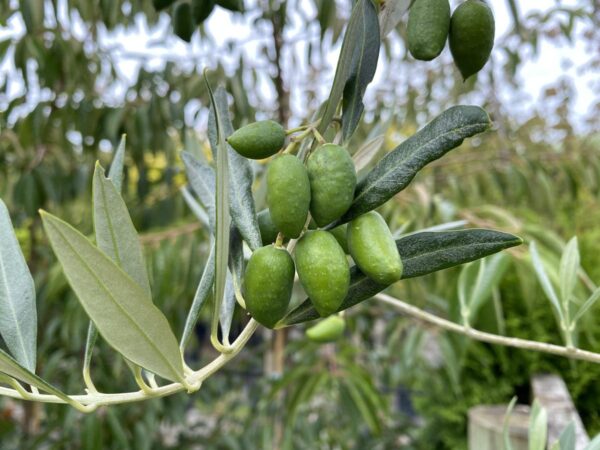 <i>Olea europaea</i> 'Picual' - Image 3