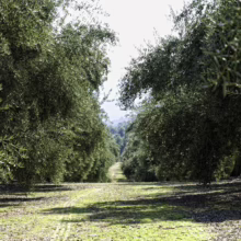 Olive grove with rows of trees creating a shaded path. Sunlight filters through the branches, highlighting the green grass and ground cover. A peaceful scene of olive cultivation.