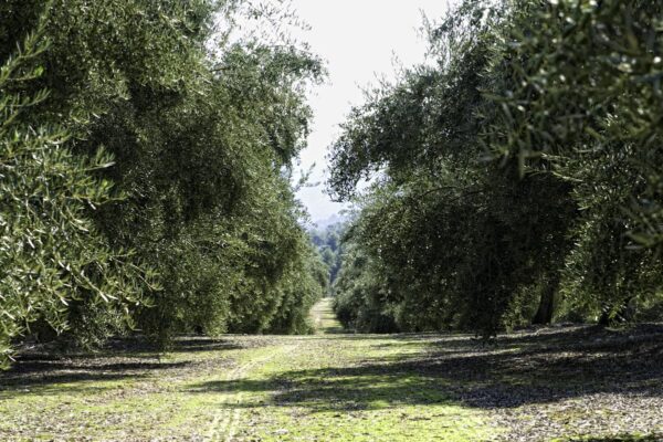<i>Olea europaea</i> 'Picual' - Image 4
