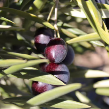 Close-up of ripe, dark purple olives hanging on a branch amidst green olive leaves. The olives are plump and ready for harvest, showcasing the natural beauty of olive cultivation.