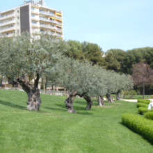 Olive 'Verdale' (Olea europaea) in park.