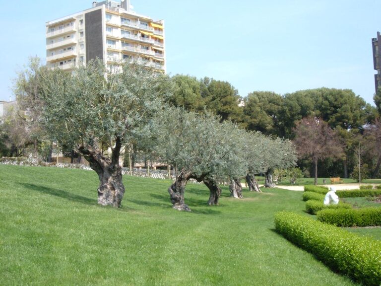 Olive 'Verdale' (Olea europaea) in park.