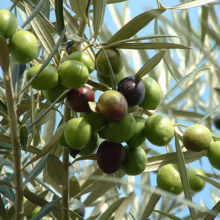 Olive 'Verdale' (Olea europaea) Fruit