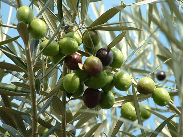 <i>Olea europaea</i> 'Verdale' - Image 3