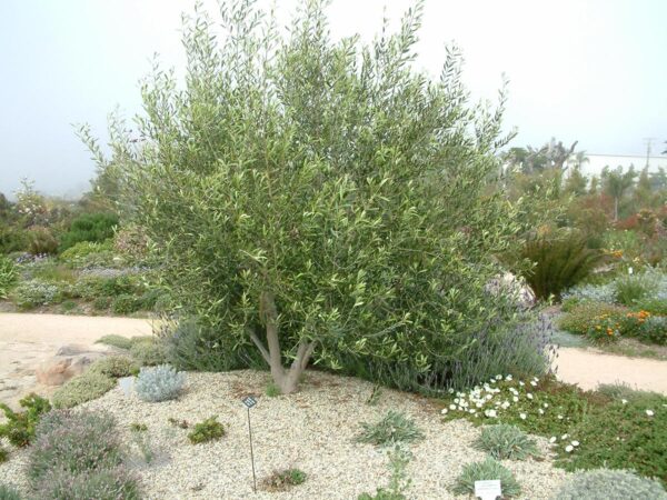 <i>Olea europaea</i> 'Verdale'