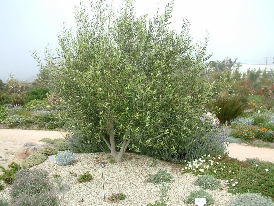 Olive 'Verdale' (Olea europaea) in grove.