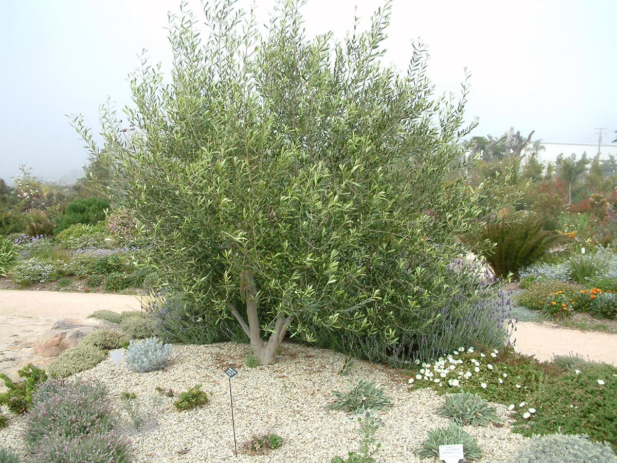 Olive 'Verdale' (Olea europaea) in grove.