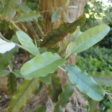 Close-up of a Silver Leaved Mountain Gum tree branch, showcasing its distinctive green and silver foliage against a blurred tree trunk and greenery backdrop.