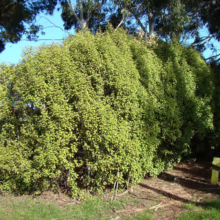 Lush green Corokia hedge, densely packed and thriving under scattered sunlight, creates a natural fence in a garden setting. Trees provide a backdrop to this vibrant, bushy plant.