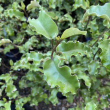 Close-up of Pittosporum 'Bannow Bay' shrub foliage. The leaves are a vibrant green with distinct, wavy edges, creating a textured, ornamental look. This evergreen plant is ideal for adding unique foliage to gardens.