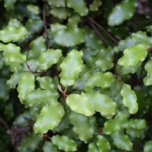 Close-up of glossy, vibrant green leaves with wavy edges on a Coprosma plant. The leaves are densely packed, creating a lush, natural texture. Dark brown stems provide contrast.