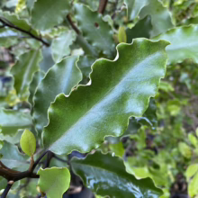 Close-up of a glossy, dark green Pseudopanax lessonii 'Cyril Watson' leaf with a wavy, textured edge. The leaf is the focal point, showcasing its unique form and color.