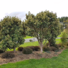 Lush garden bed featuring three small, rounded trees with dense green foliage, surrounded by low-lying shrubs and mulch. A neatly manicured lawn and paved path add to the serene landscape.