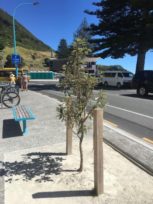 <i>Olearia paniculata</i> 'Kaikōura' - Image 4