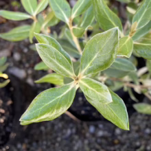 Close-up of a small, green shrub with variegated leaves, showcasing its texture and color. The plant is potted and surrounded by dark soil.