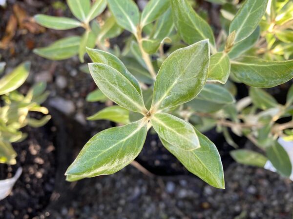 <i>Olearia traversiorum</i> - Image 2