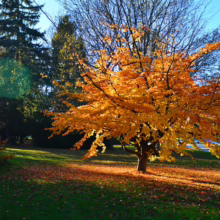 Golden autumn tree ablaze with color in a park setting. Sunlight streams through the leaves, casting shadows on the green grass and fallen leaves below. A street and houses are visible in the background.