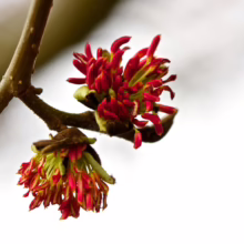 Close-up of red hazel catkins blooming on a branch, showcasing early spring blossoms. The vibrant red contrasts with the green and brown hues of the plant, highlighting the delicate texture of the flowers.
