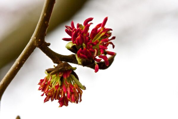 <i>Parrotia persica</i> - Image 11