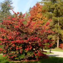 Vibrant shrub with fiery red autumn leaves takes center stage in a park setting, backed by a mix of green and orange trees. A winding path leads through the green grass, enhancing the scenic fall foliage.