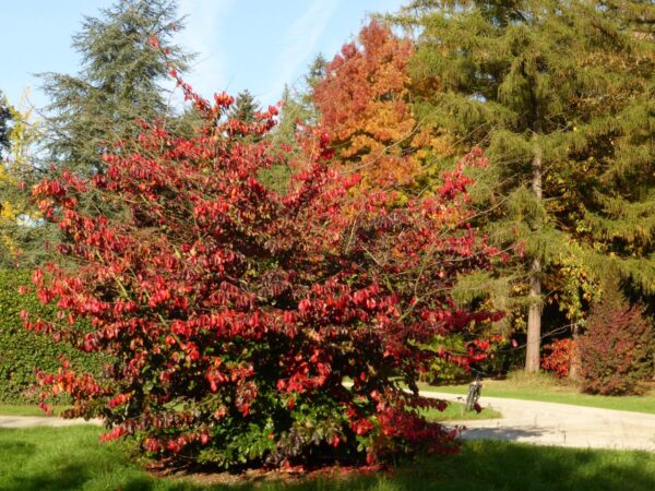 <i>Parrotia persica</i> - Image 12