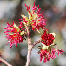 Close-up of witch hazel blossoms on a bare branch. The red, spidery petals contrast against the pale yellow center and the muted background.