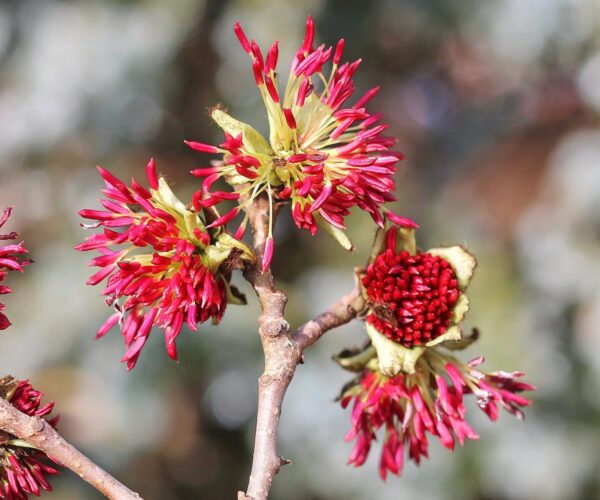 <i>Parrotia persica</i> - Image 13