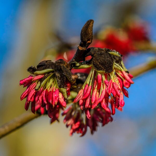 <i>Parrotia persica</i> - Image 14