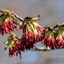 Close-up of witch hazel flowers blooming on a branch, showcasing red petals and yellow centers against a blurred background. The delicate, fringe-like blooms add vibrant color to the late winter landscape.