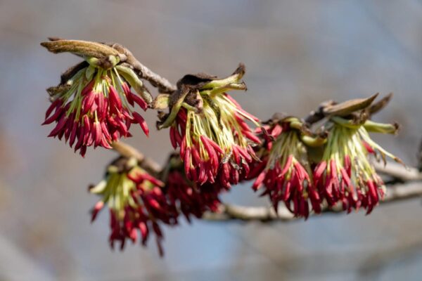 <i>Parrotia persica</i> - Image 15