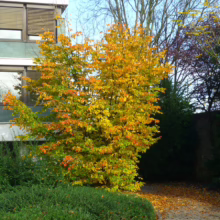 Autumn scene with a tree displaying vibrant fall colors of yellow, orange, and green. The tree stands in front of a building with large windows, alongside other greenery and fallen leaves on a pathway.