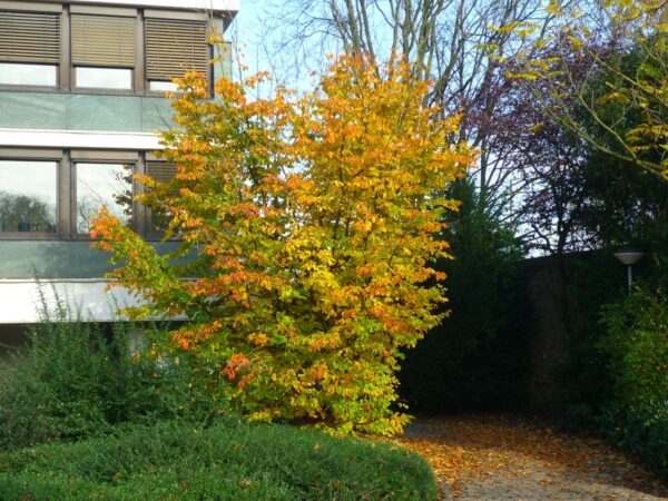 <i>Parrotia persica</i> - Image 16