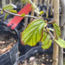 Close-up of a young hazelnut tree leaf with a distinct red margin, showcasing vibrant green veins. The tree is in a black nursery pot, part of a row of saplings in a plant nursery.