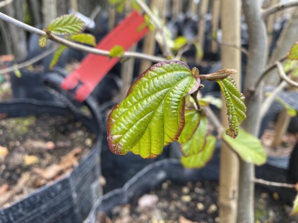 <i>Parrotia persica</i> - Image 17