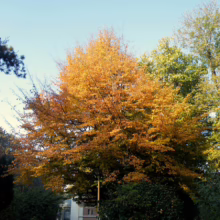 A vibrant autumn scene featuring a large tree ablaze with golden and orange leaves against a clear blue sky, surrounded by other trees with green and bare branches.