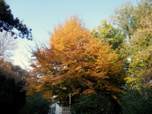 <i>Parrotia persica</i> - Image 18