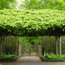 A gravel path leads through a lush green garden archway formed by meticulously trained trees, framing a rustic wooden gate at the end. The serene setting evokes a sense of natural beauty and tranquility.
