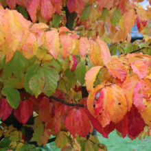Colorful autumn leaves on a tree branch display vibrant hues of red, orange, yellow, and green. The leaves are wet, suggesting a recent rain, and the background shows a blurred green lawn.